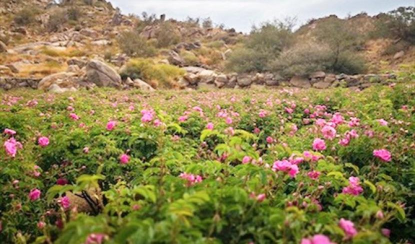 Menjelajahi Pesona Taif, Kota Mawar Menawan di Arab Saudi