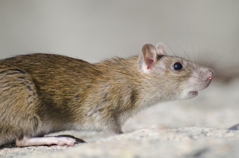 Tikus yang Menggegerkan di Etalase Dough Lab dan Risiko Mengonsumsi Makanan Bekas Tikus