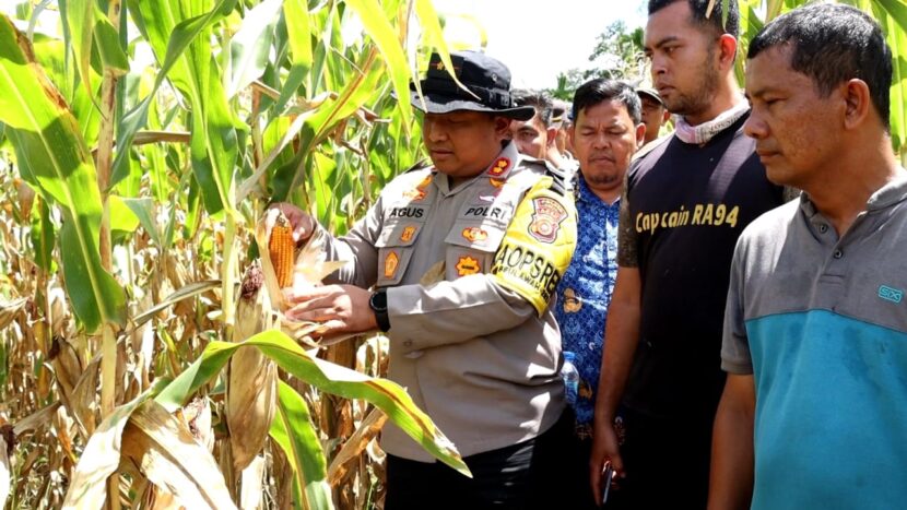 Ⓒ Hak cipta foto di atas dikembalikan sesungguhnya kepada pemilik foto